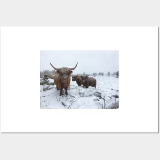 Scottish Highland Cattle Cows and Calf 1984 Posters and Art